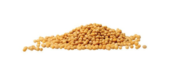 Moutarde jaune bio - graine